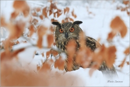 <p>VÝR VELKÝ (Bubo bubo) sokolnicky vedený /Eurasian eagle-owl - Uhu/</p>